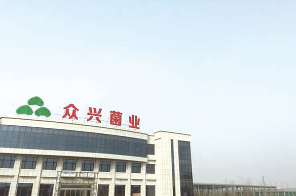 菌菇養(yǎng)殖--陜西眾興菌業(yè)